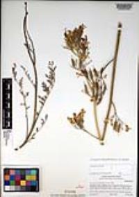 Ehrendorferia chrysantha image