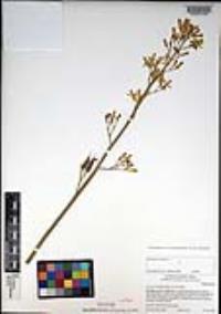 Ehrendorferia chrysantha image
