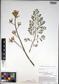 Ehrendorferia chrysantha image