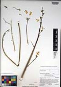 Ehrendorferia chrysantha image