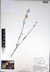 Eschscholzia californica image