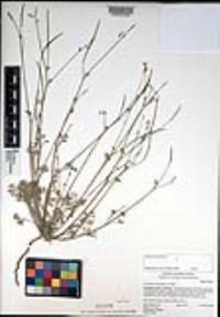 Eschscholzia minutiflora image