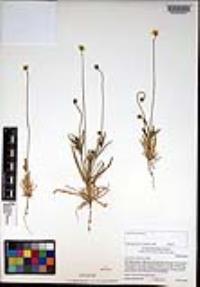 Platystemon californicus image