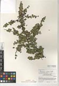 Rhamnus crocea image