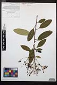 Heteromeles arbutifolia image