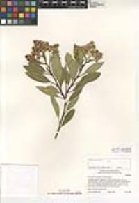 Heteromeles arbutifolia image