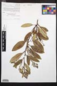 Heteromeles arbutifolia image