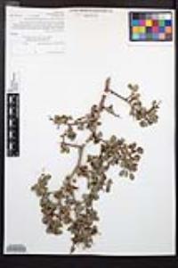 Prunus fremontii image