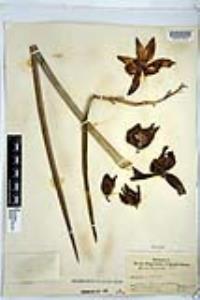 Hesperoyucca whipplei image