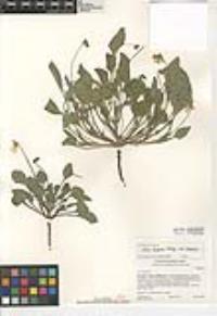 Viola purpurea image