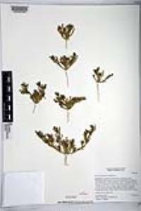 Mesembryanthemum nodiflorum image