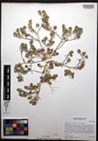 Lepidium lasiocarpum image