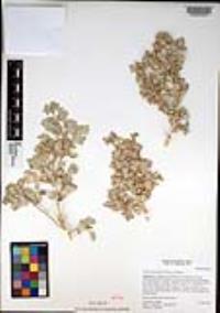 Atriplex hymenelytra image