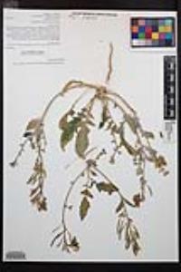 Chylismia claviformis image