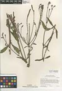 Verbena litoralis image