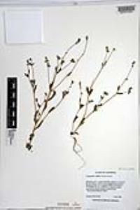 Cryptantha affinis image
