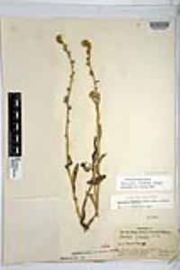 Amsinckia menziesii image