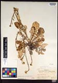 Hirschfeldia incana image