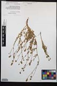 Poteridium occidentale image