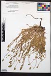 Poteridium occidentale image