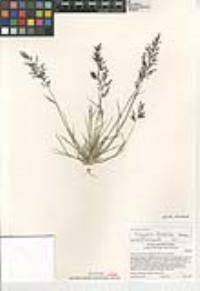 Eragrostis barrelieri image