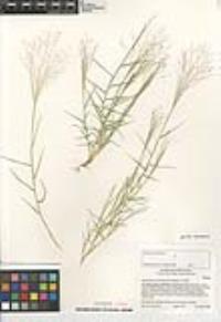 Muhlenbergia asperifolia image