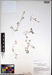 Cardamine oligosperma image