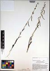 Caulanthus cooperi image