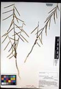 Caulanthus simulans image