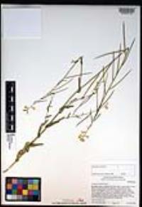 Caulanthus simulans image