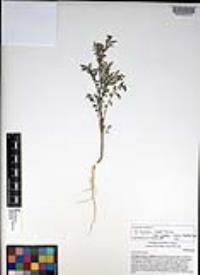 Descurainia pinnata subsp. glabra image