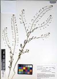 Descurainia pinnata subsp. glabra image