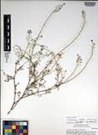 Descurainia pinnata subsp. glabra image