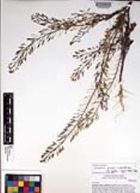 Descurainia pinnata subsp. glabra image