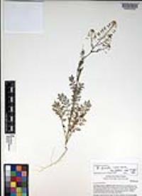 Descurainia pinnata subsp. glabra image