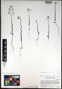 Descurainia pinnata subsp. halictorum image