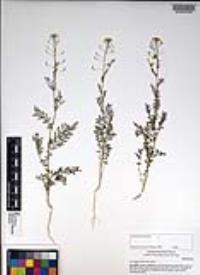 Descurainia pinnata subsp. glabra image