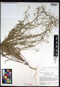 Caulanthus lasiophyllus image