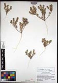 Lepidium lasiocarpum image