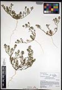 Lepidium lasiocarpum image