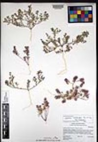 Lepidium lasiocarpum image