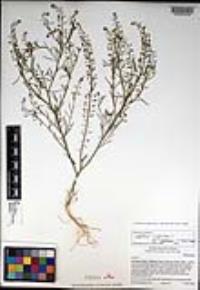 Lepidium virginicum subsp. menziesii image