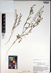 Lepidium virginicum subsp. virginicum image