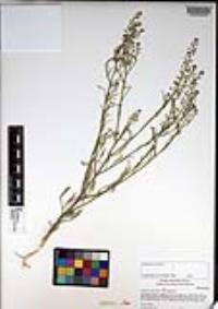 Lepidium virginicum subsp. virginicum image