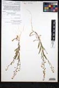 Thysanocarpus curvipes subsp. eradiatus image