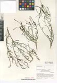 Stillingia linearifolia image