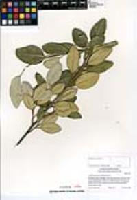 Lagunaria patersonia image