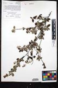 Ceanothus tomentosus var. olivaceus image