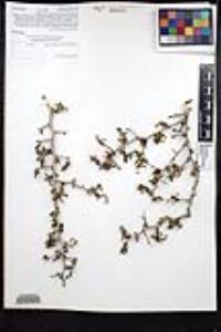 Ziziphus parryi image