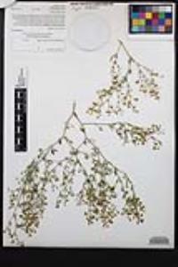 Fagonia laevis image